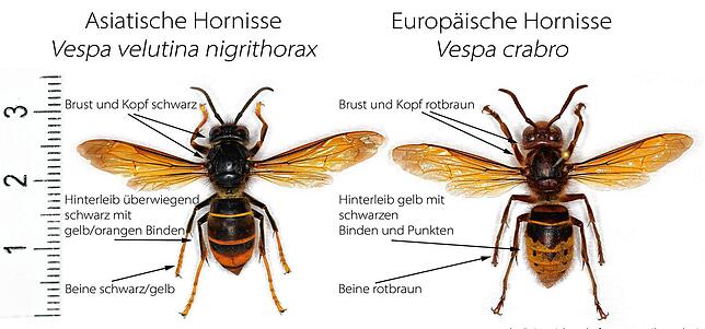 An diesen Merkmalen lassen sich eingewanderte und heimische Hornissen unterscheiden.