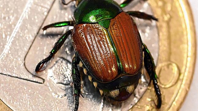 Kleines Tier, großer Schaden: Erwachsene Japankäfer fressen Blätter, Blüten und Früchte von mehr als 400 Pflanzenarten.