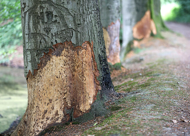 Großflächig entrindet: Auch Eichen und Buchen werden angenagt.