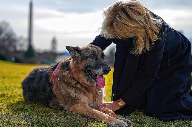 First Lady Jill Biden streichelt Schäferhund Champ. Nach vier tierlosen Jahren im Weißen Haus unter Präsident Trump haben dort nach dem ...