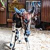 Nachwuchs bei Waldgiraffen im Basler Zoo: Neugierig schaut der kleine Toka.