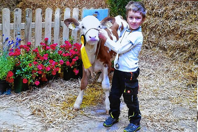 Der damals 6-jährige Johannes mit dem Kälbchen Roxanterry bei einer Fleckvieh-Zuchtschau im Jahre 2017. Roxanterry bekam im Juni 2020 ...