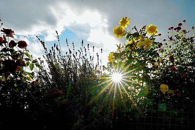 Die Sonne schielt durch das Rosenbeet.