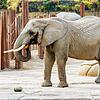 Die Elefantenkuh Heri (49) aus dem Basler Zoo ist tot. Hier auf dem Bild ist sie im Dezember 2023 zu sehen. (Archivbild)