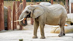 Die Elefantenkuh Heri (49) aus dem Basler Zoo ist tot. Hier auf dem Bild ist sie im Dezember 2023 zu sehen. (Archivbild)