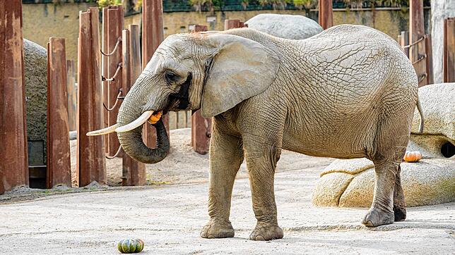 Die Elefantenkuh Heri (49) aus dem Basler Zoo ist tot. Hier auf dem Bild ist sie im Dezember 2023 zu sehen. (Archivbild)