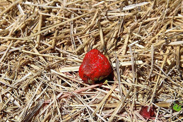 Richtung Bohlingen bewirteten die Hertells vom Bruderhof ein Erdbeerfeld. Ein paar Beeren haben unter Schlechtwetter gelitten.