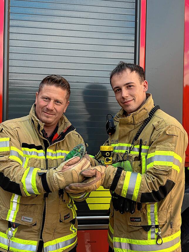 Behutsam und sicher haben die Feuerwehrmänner das exotische Tier aus 15 Metern Höhe gerettet.