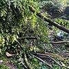 Bei dem Unwetter am vergangenen Sonntag stürzte ein Baum im Waldgebiet oberhalb des Bözberg auf ein Fahrrad. Bei dem Unwetter wurde nach ...