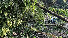 Bei dem Unwetter am vergangenen Sonntag stürzte ein Baum im Waldgebiet oberhalb des Bözberg auf ein Fahrrad. Bei dem Unwetter wurde nach ...