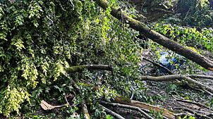 Bei dem Unwetter am vergangenen Sonntag stürzte ein Baum im Waldgebiet oberhalb des Bözberg auf ein Fahrrad. Bei dem Unwetter wurde nach ...