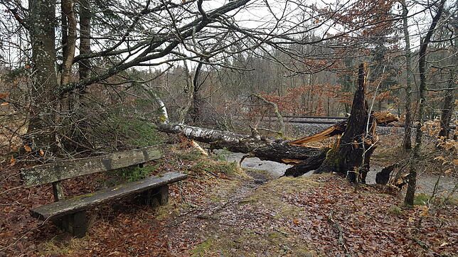 Auf den Fußweg entlang der Schwarzwaldbahn-Strecke unterhalb des Hubertuswegs im Villinger Kurgbebiet ist ein Baum gestürzt. Der Stamm ...