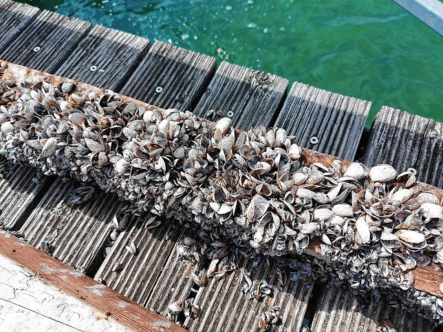 Bild 4: Badegäste am Bodensee klagen über Verletzungen durch Quagga-Muschel