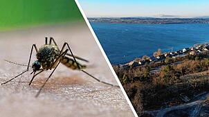 Malaria am Bodensee? Zwei Fälle lassen sich durch historische Akten zumindest teilweise untermauern. Die Collage zeigt eine Stechmücke ...
