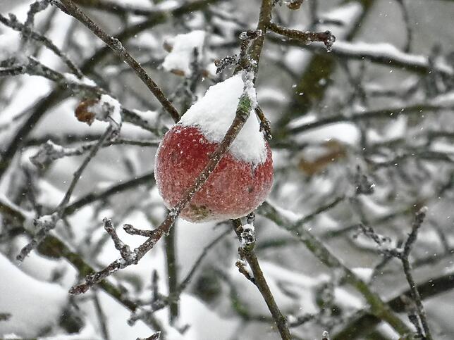 Stillleben mit Schnee in Bergalingen.