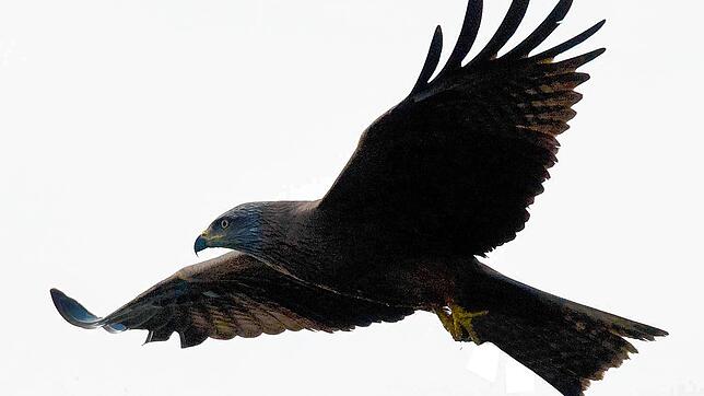 Ein Schwarzmilan. Mehrere dieser Greifvögel nisten jedes Frühjahr auf dem Areal Büdingen. Ein Grund für einen Baustopp sehen die ...