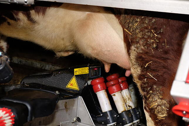 Die Zieglers verkaufen die Milch ihrer Kühe im Hofladen. Gemolken wird seit ein paar Tagen per Melk-Roboter, dieser putzt den Kühen auch ...