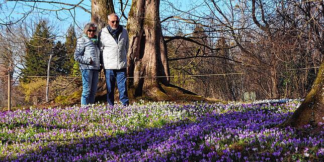 Bild 5: Bilder von der Mainau: Dieser Rundgang zeigt das Frühlingserwachen auf der Insel