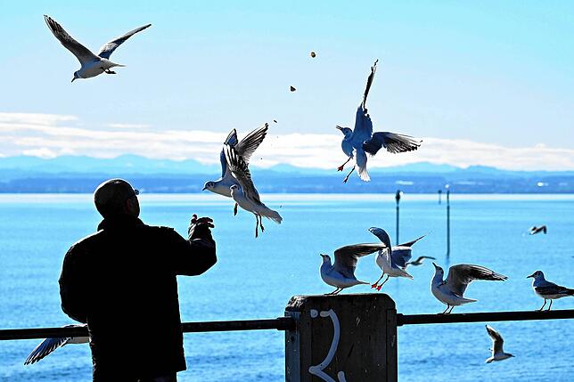 Eine Ahnung von Freiheit und Frühling: Möwen füttern an der Uferpromenade von Friedrichshafen.