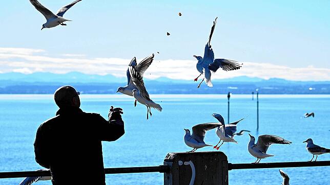 Eine Ahnung von Freiheit und Frühling: Möwen füttern an der Uferpromenade von Friedrichshafen.