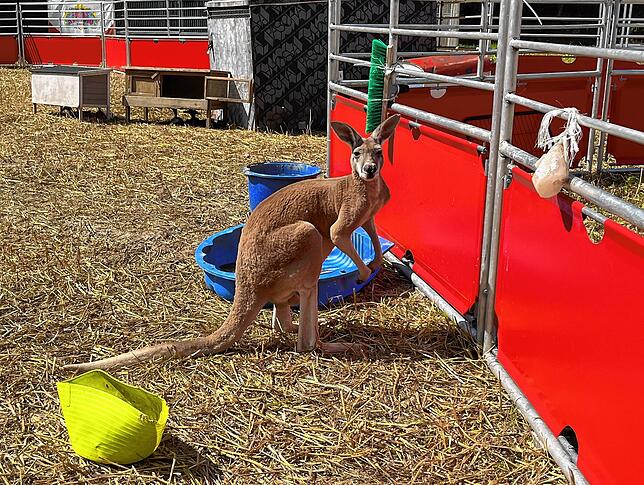 Floki und zwei weitere Kängurus gehören aktuell zur tierischen Unterhaltung des Circus Alessio.