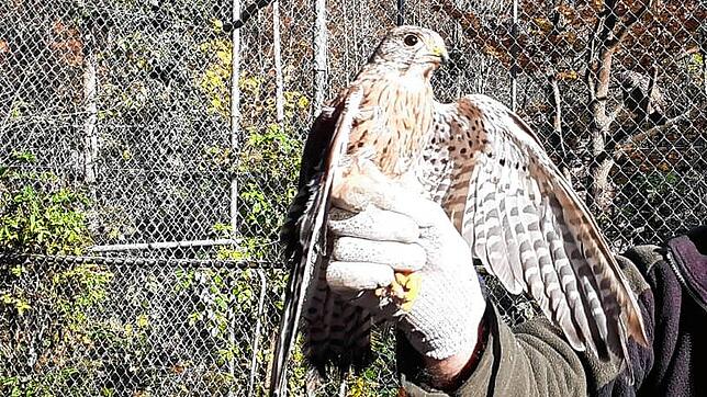Der junge Turmfalke Merlin kurz vor seinem Abflug in die Freiheit.