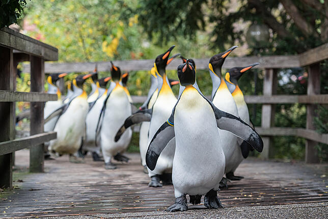 Königspinguine.