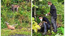 Enrico Beckmann ist ein wunderschönes Foto von einem Luchs gelungen (Bild links). Jens Seeger (FVA, links) und Veterinär Marco Roller ...