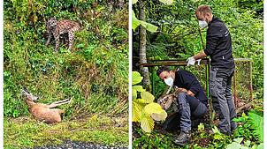 Enrico Beckmann ist ein wunderschönes Foto von einem Luchs gelungen (Bild links). Jens Seeger (FVA, links) und Veterinär Marco Roller ...