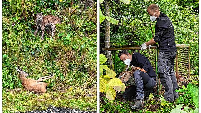 Enrico Beckmann ist ein wunderschönes Foto von einem Luchs gelungen (Bild links). Jens Seeger (FVA, links) und Veterinär Marco Roller ...