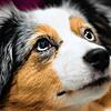 Ein absoluter &bdquo;Modehund&ldquo; ist der Mini Australian Shepherd, aber er braucht Erziehung und viel Bewegung. Das sollen ...