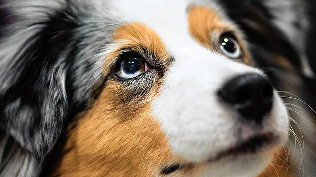 Ein absoluter &bdquo;Modehund&ldquo; ist der Mini Australian Shepherd, aber er braucht Erziehung und viel Bewegung. Das sollen ...