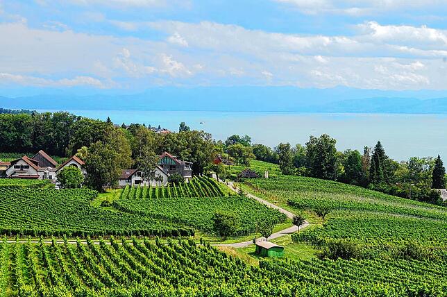 Von der Krigsgedenkstätte Lerchenberg hat der Besucher einen wunderbaren Blick über Stettens Wald, Weinberge und das Weingut Aufricht.