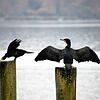Zwei Kormorane am Bodensee: Gegen den Vogel könnte künftig mit Drohnen vorgegangen werden.