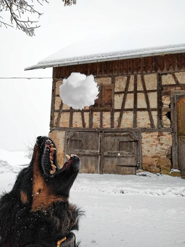 Vierbeiner, wie hier Hündin Sissi, haben im Schnee ihren Spaß.