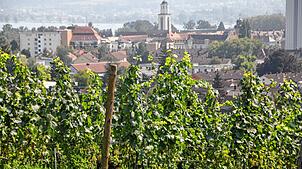 Besonders Pilzbefall kann zum Problem für Reben werden und sogar ganze Ernten vernichten. Wie könnte eine langfristige Strategie für den ...