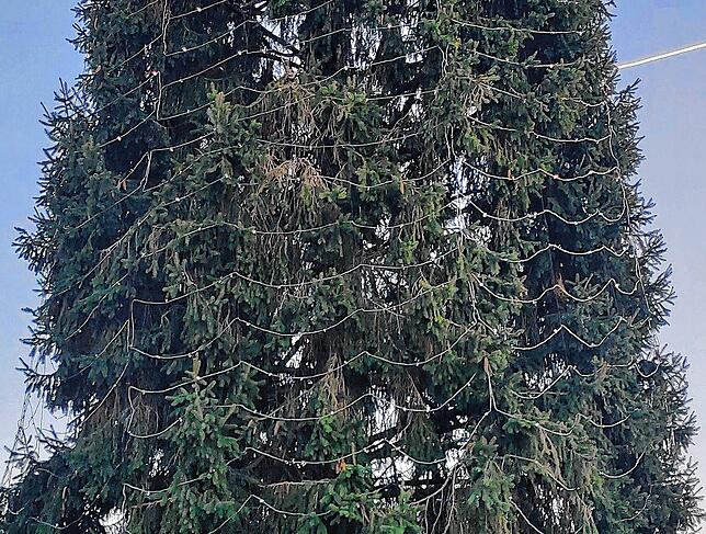 Auf diesem Bild sind die Netze mit den Birnen gut zu erkennen – in der Dunkelheit ist diese Netzstruktur nicht mehr auszumachen.