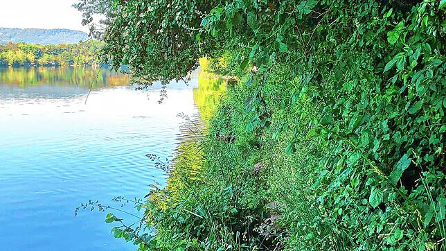 Der Rheinuferpfad wächst immer mehr zu; an manchen Stellen sogar über die Flussbausteine hinweg, sodass ein Begehen viel zu gefährlich ist.