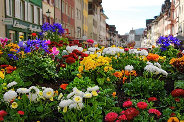 Die Stadtgärtnerei hat die Brunnen in Waldshut und Tiengen mit Frühlingsblumen bepflanzt, hier in der Kaiserstraße.