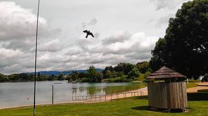 Eine Raubvogelattrappe zieht am Schlosssee ihre Kreise, um die Wildgänse von der Liegewiese fernzuhalten.