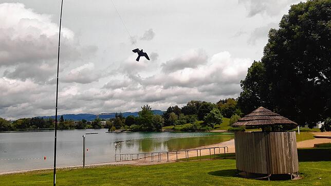 Eine Raubvogelattrappe zieht am Schlosssee ihre Kreise, um die Wildgänse von der Liegewiese fernzuhalten.