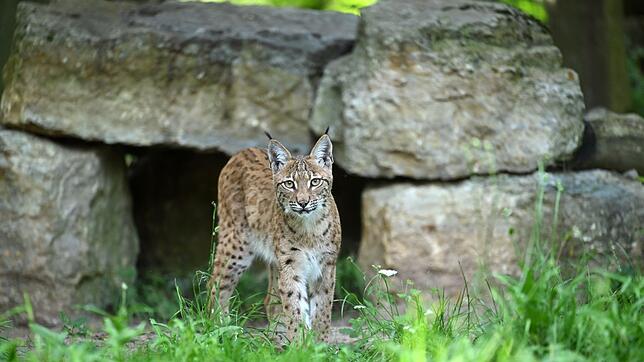 Für ein Artenschutzprojekt soll Ende August ein weiterer Luchs im Thüringer Wald ausgewildert werden. (Archivbild)