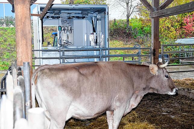 Eines der Tiere der kleinen Herde im Offenstall, dem Schlachtplatz. Der Schlachtanhänger im Hintergrund steht bereits einen Tag vor der ...