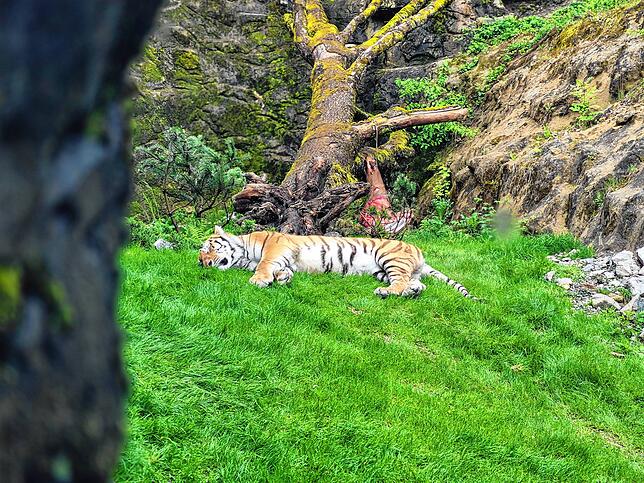 Das Herumschnüffeln hat ihn müde gemacht: ein Amurtiger in der Mittagspause.