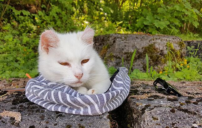 Sie liegt an einem heißen Sommertag natürlich gerne im Schatten und macht es sich auf dem Hut eines Mitarbeiters bequem: Flocki, die ...