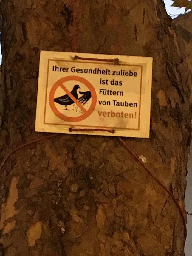 Tauben sind eine Plage in der Innenstadt. Trotz Verbotsschildern werden sie immer wieder gefüttert.