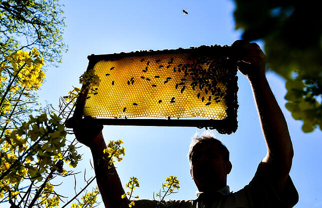 Ein Imker zeigt eine Bienenwabe.