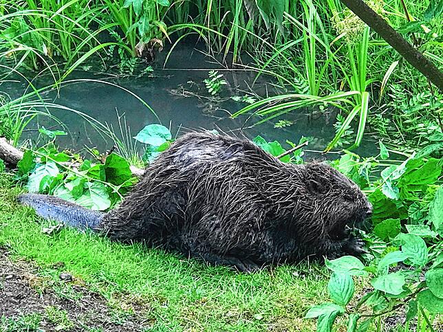 Erst vor wenigen Monaten zeigte sich ein Biber am Hertener Mattenbach, wo er für einige Zeit lebte.