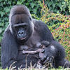 Am 1. September ist im Zoo Basel ein Gorilla zur Welt gekommen. Das Junge ist das vierte Kind von Mutter Faddama (36).