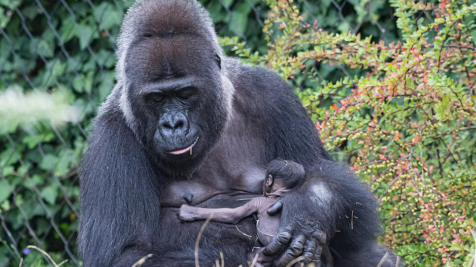 Am 1. September ist im Zoo Basel ein Gorilla zur Welt gekommen. Das Junge ist das vierte Kind von Mutter Faddama (36).